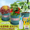 Delicious Salad Set (Fruit Cucumber+Cherry Tomato+Purple Leaf Lettuce),Chemical experiment,one colour only,Plastic【Chinese Packaging】_201399264