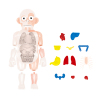 Combination of human body models Plastic【English Packaging】_P01990910_3_m