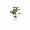 bonsai,Multiple styles,Plastic【Packaging without Words】_P02753233_3_m