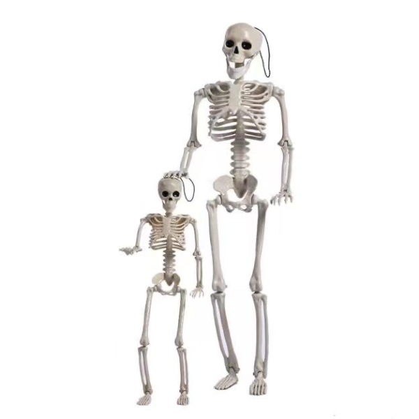 40cm, 60cm standing skeleton Plastic【Chinese English  Packaging】_201134786_hd