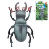 Simulation Insect Stag Beetle Arrangement,Plastic【English Packaging】_201789585