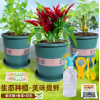 Delicious Fresh (Chili Pepper+Cilantro+Peanuts) Set,Chemical experiment,one colour only,Plastic【Chinese Packaging】_P02553779_4_m