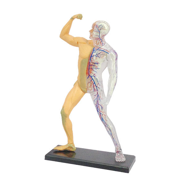 Human body model