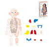 Combination of human body models Plastic【English Packaging】_200749671_1_m