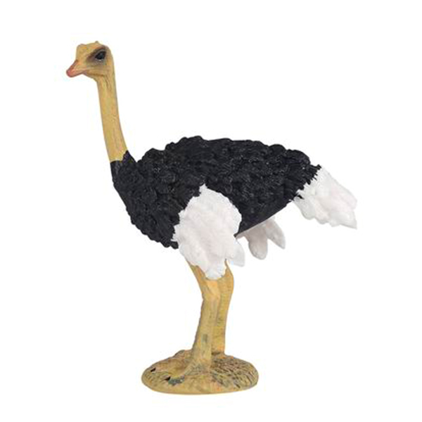 African ostrich