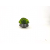 bonsai,Multiple styles,Plastic【Packaging without Words】_P02753237_4_m