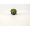 bonsai,Multiple styles,Plastic【Packaging without Words】_201606473_1_m