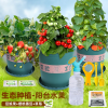 Delicious Fresh (Chili Pepper+Cilantro+Peanuts) Set,Chemical experiment,one colour only,Plastic【Chinese Packaging】_P02553779_3_m