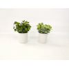 bonsai,Multiple styles,Plastic【Packaging without Words】_P02753241_3_m