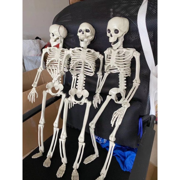 40cm, 60cm standing skeleton